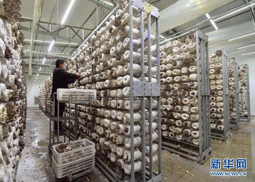 河北赞皇 食用菌工厂化生产忙 净水剂产业协同发展